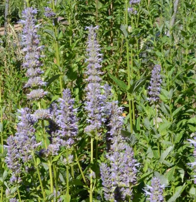 Pocket Garden, Edible Flowers