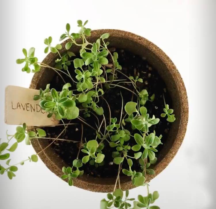 Pocket Garden, Herbal Tea