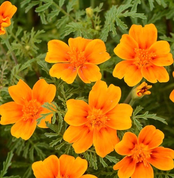 Pocket Garden, Edible Flowers